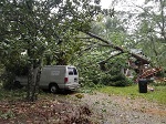 Storm damage fallen trees